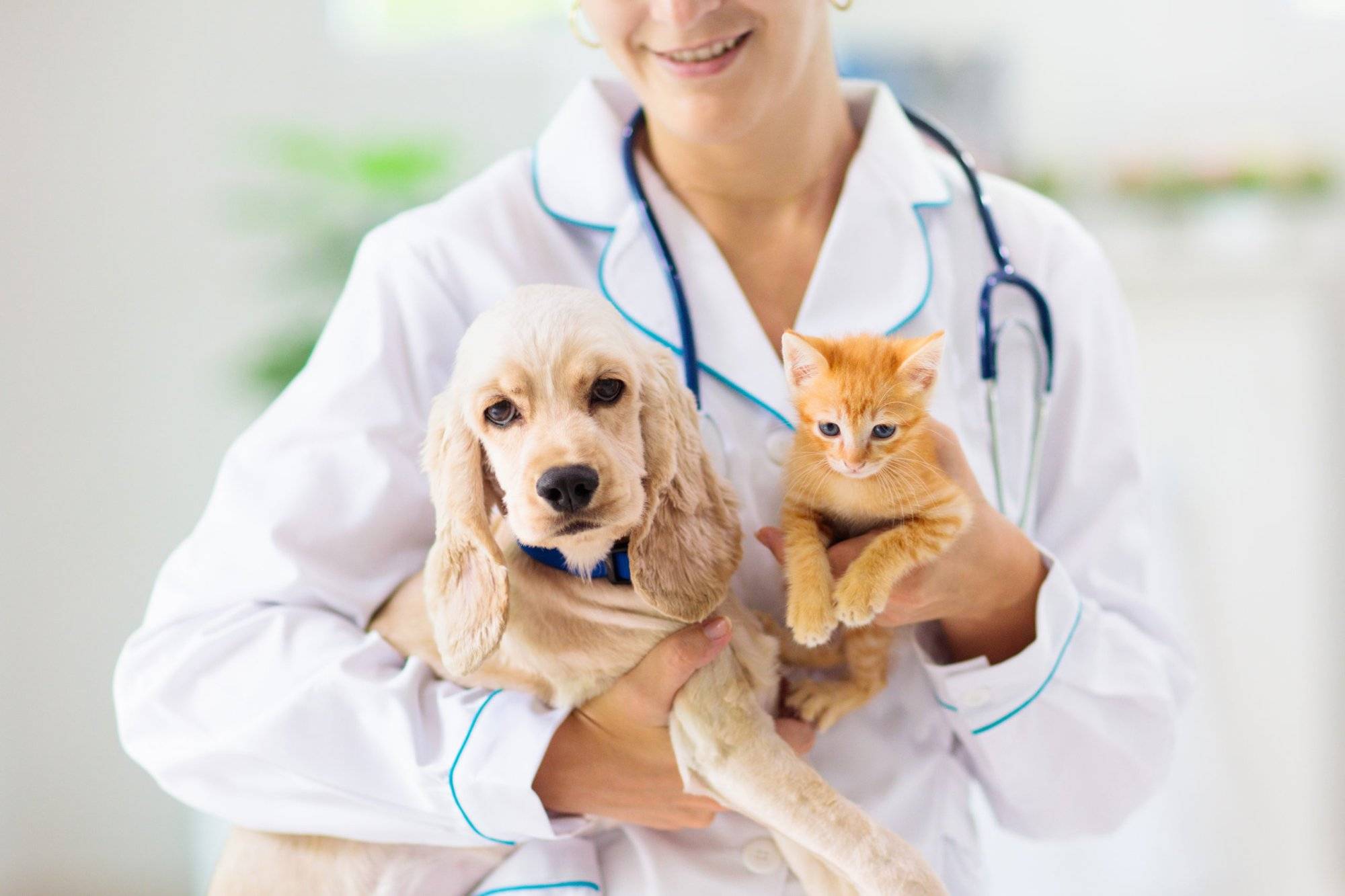 Vet with dog and cat. Puppy and kitten at doctor.