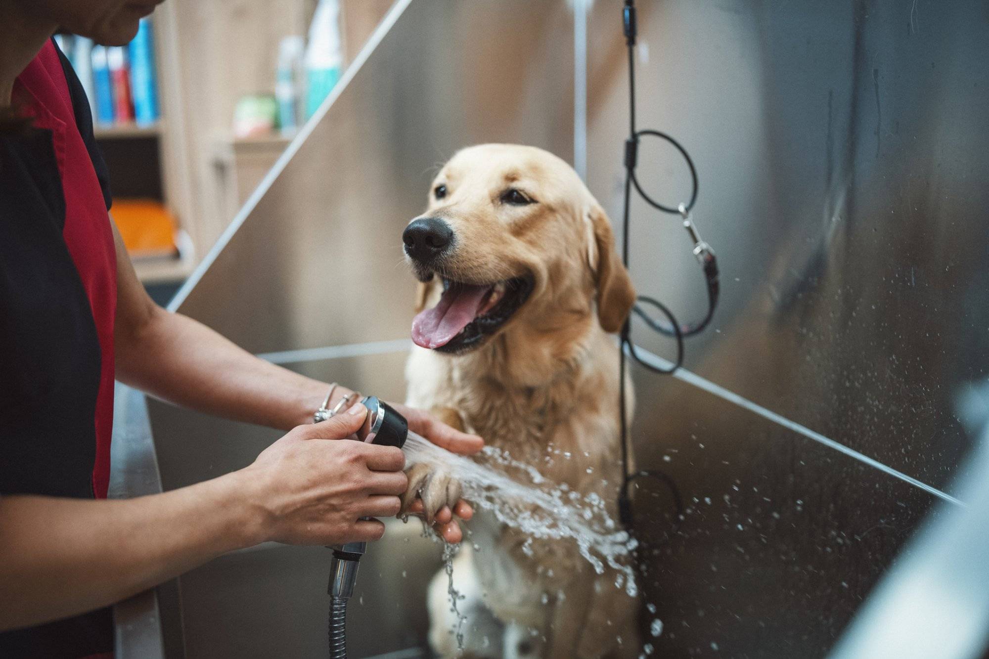 Golden retriver dog taking a shower in a pet grooming salon.