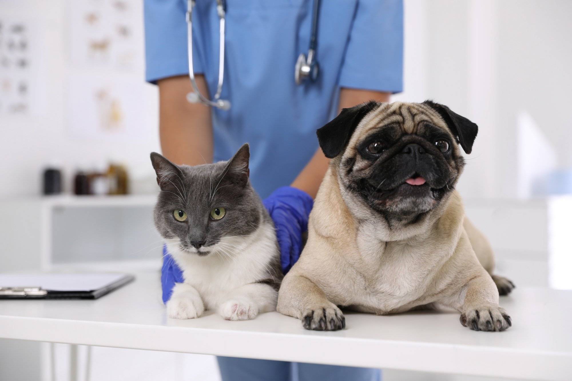 Veterinarian examining cute pug dog and cat in clinic, closeup. Vaccination day Veterinarian examining cute pug dog and cat in clinic, closeup. Vaccination day