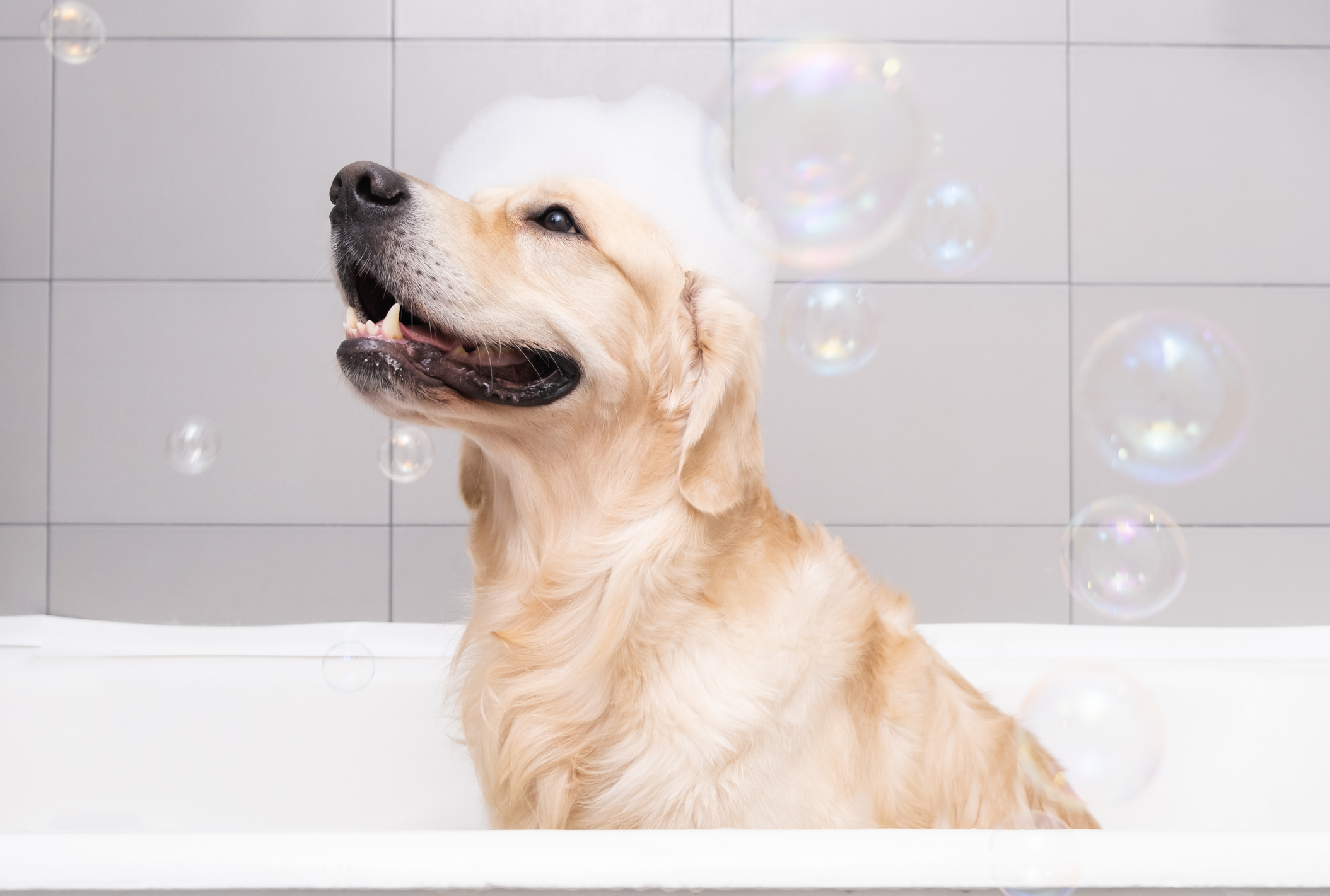 Pamper Your Pet at the Best Flower Mound Dog Wash